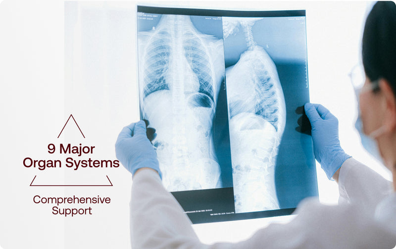 Supports 9 Major Organ Systems