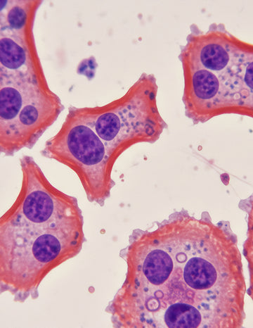 Metabolic AMPK/SIRT1 Activator