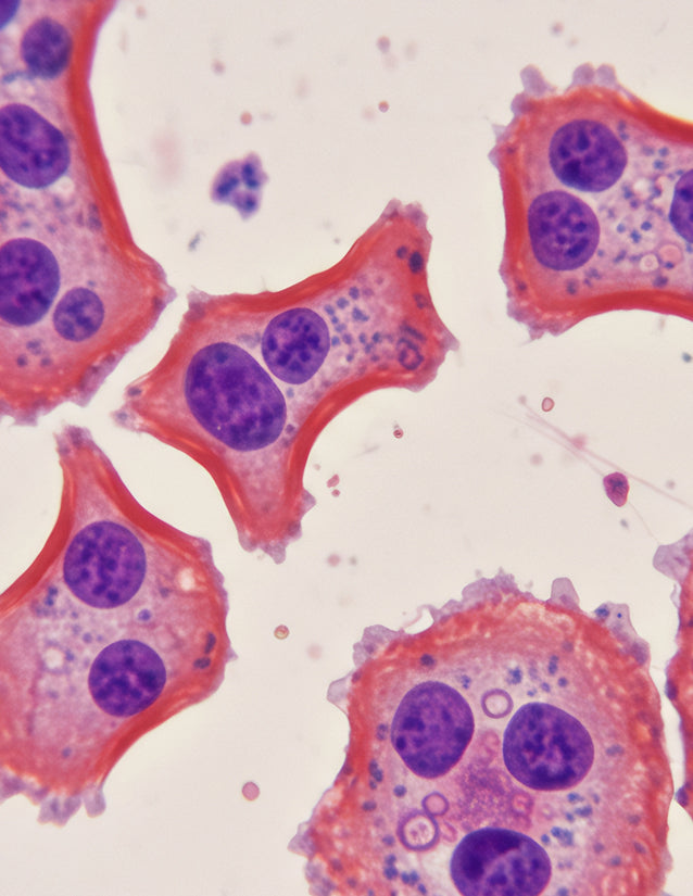 Metabolic AMPK/SIRT1 Activator