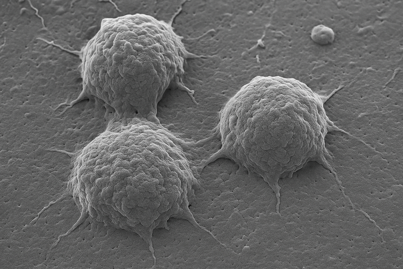 Cellular Senescence
